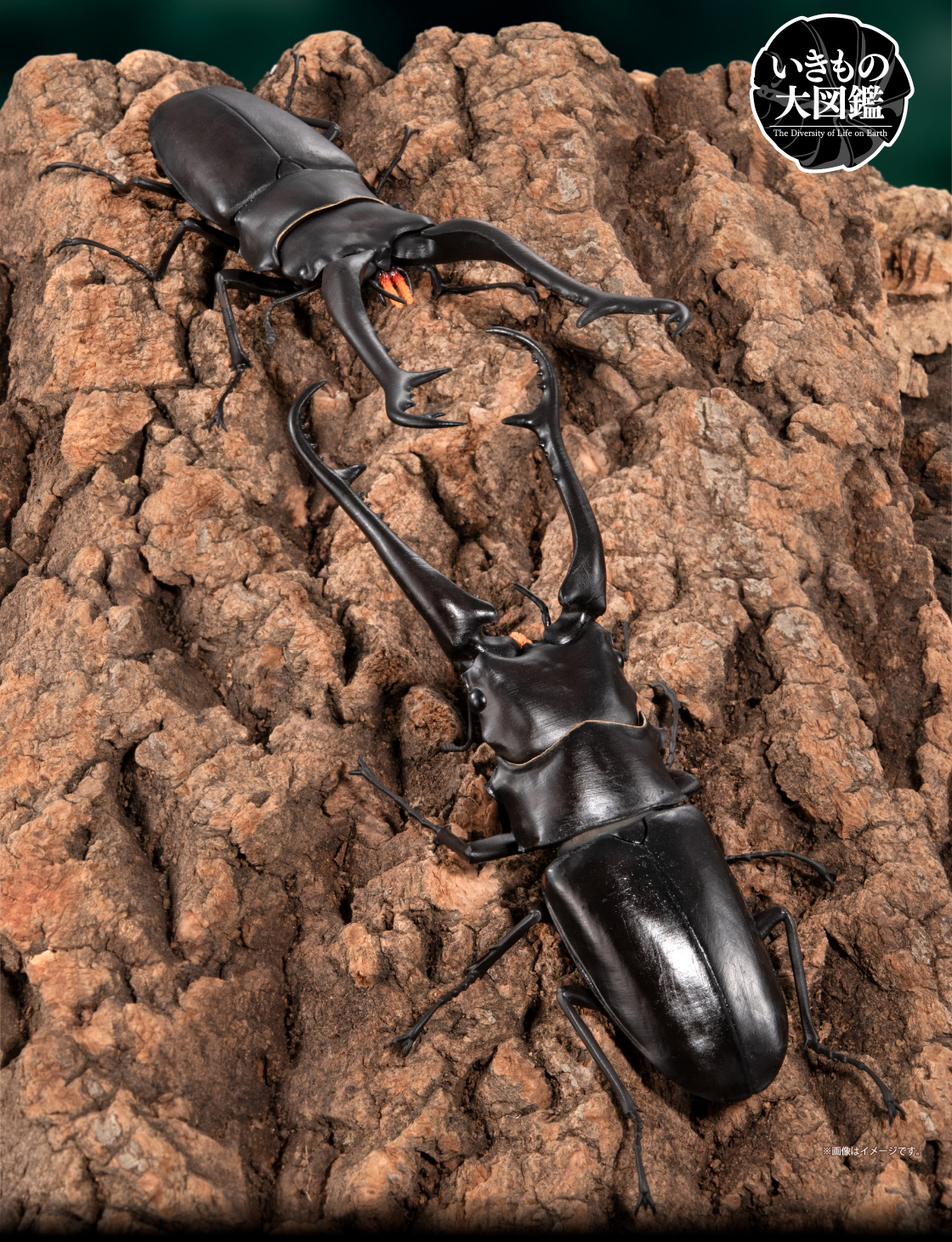 いきもの大図鑑 くわがた11