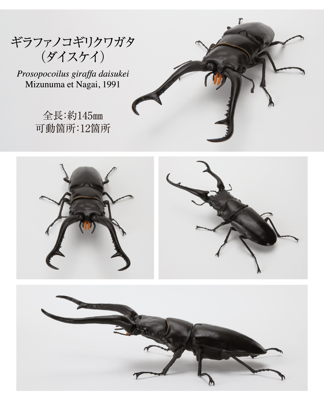 ギラファノコギリクワガタ(ダイスケイ)