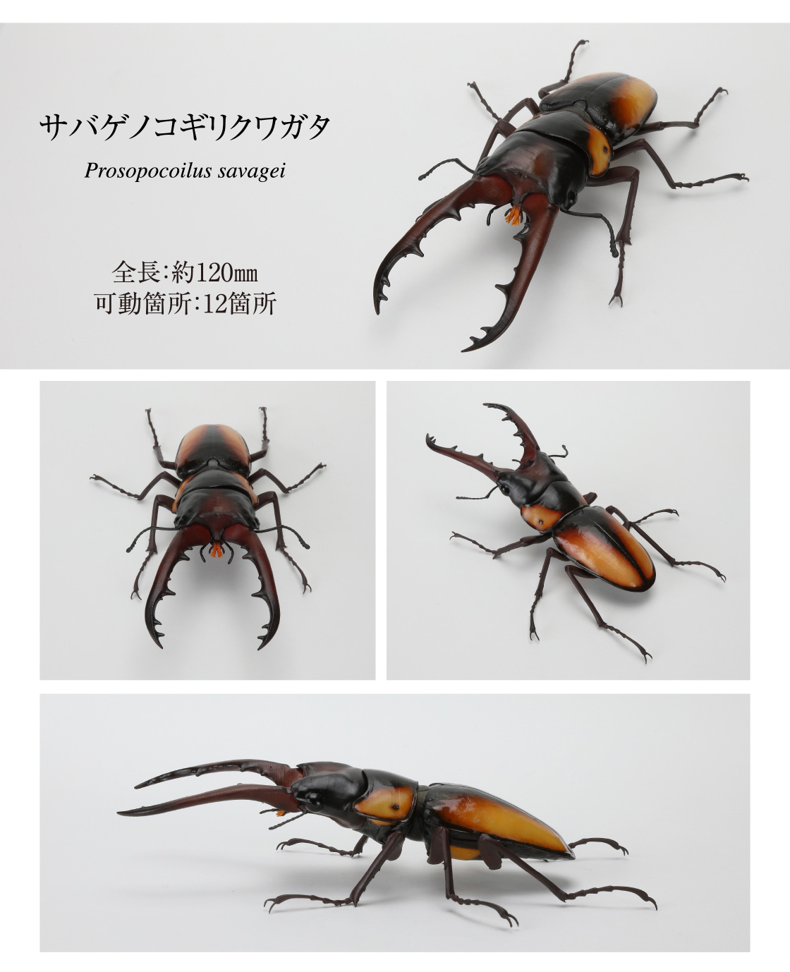 サバゲノコギリクワガタ