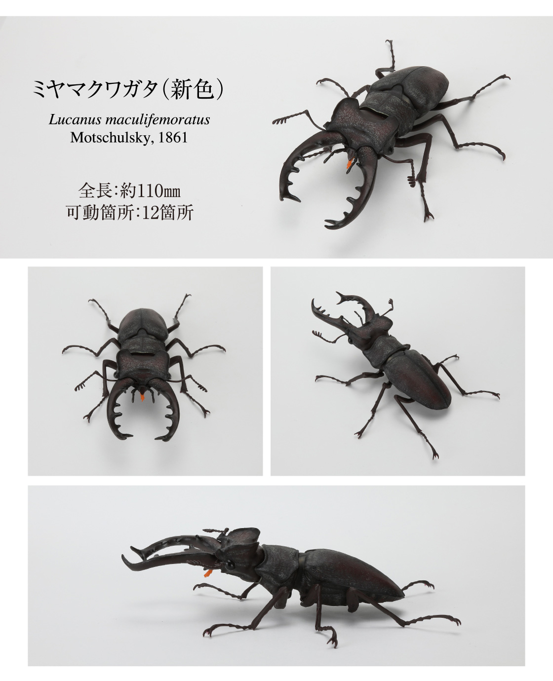 ミヤマクワガタ(新色)