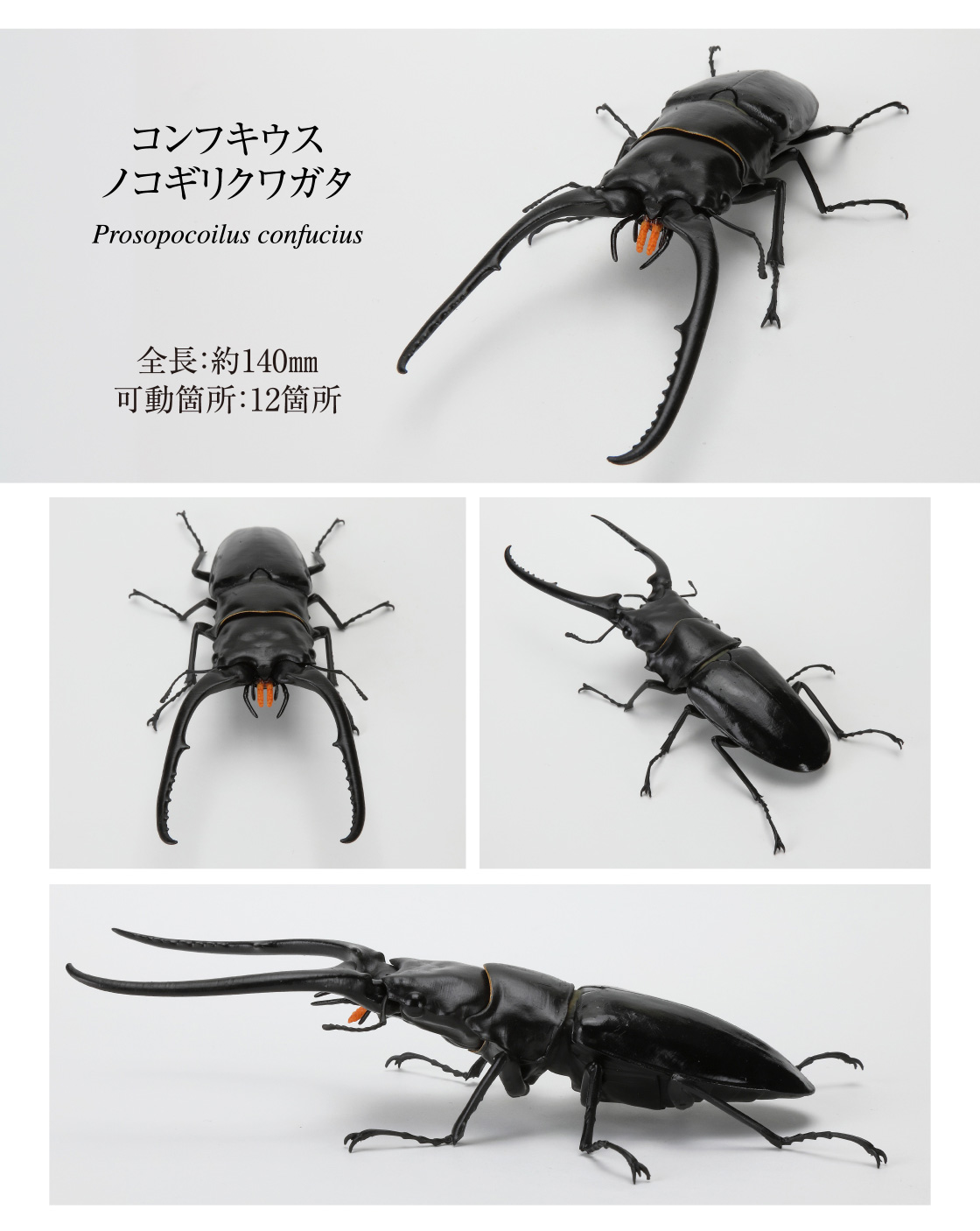 コンフキウスノコギリクワガタ