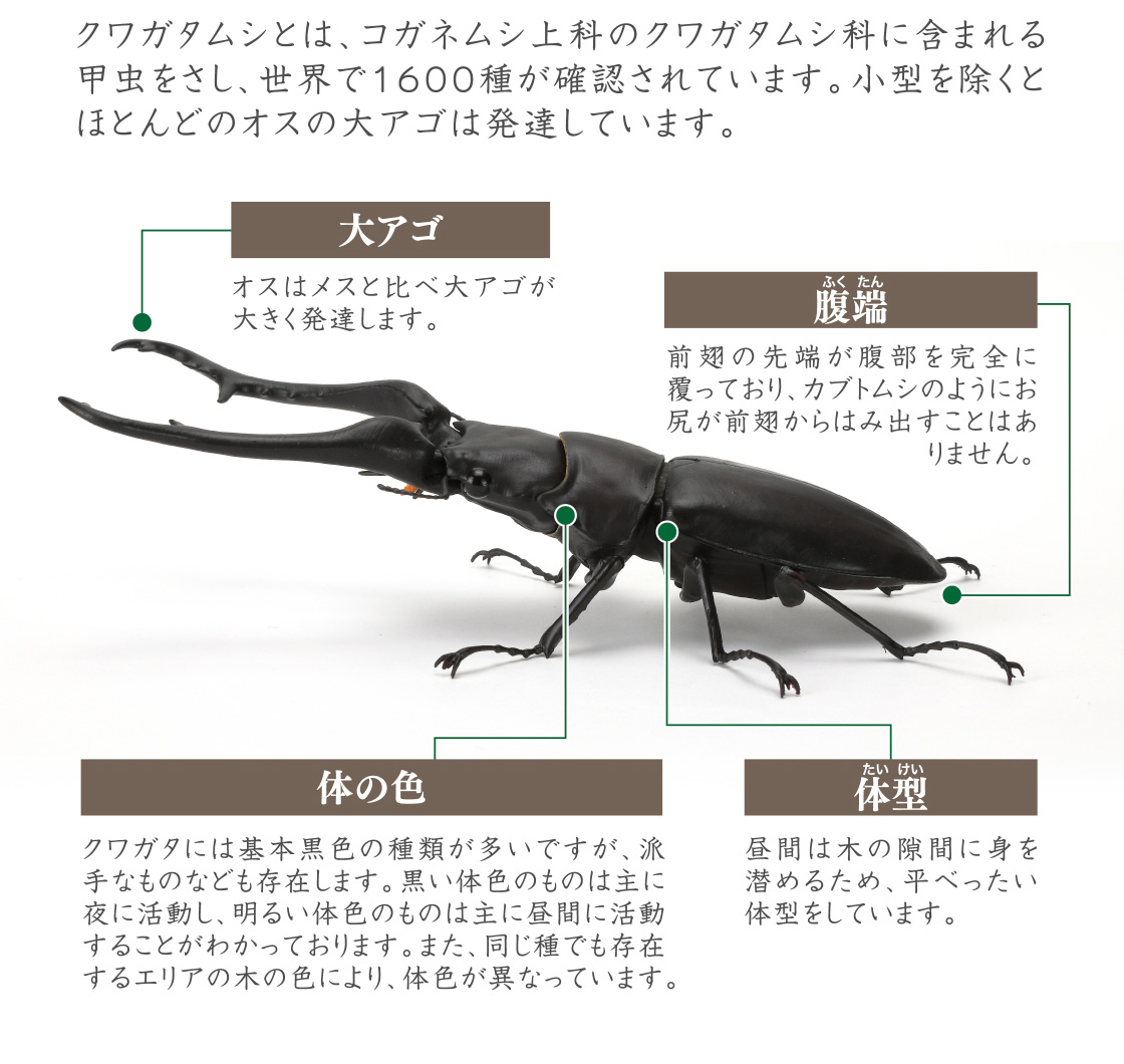 大アゴ 腹端 体の色 体型