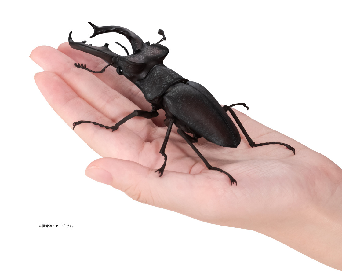 ミヤマクワガタ(新色) ※画像はイメージです。