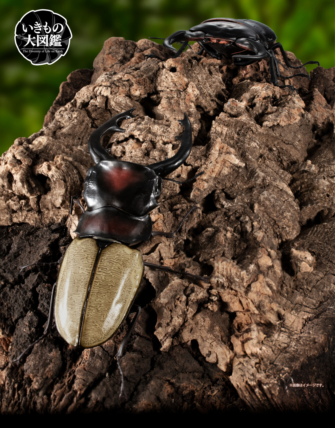 いきもの大図鑑 くわがた12