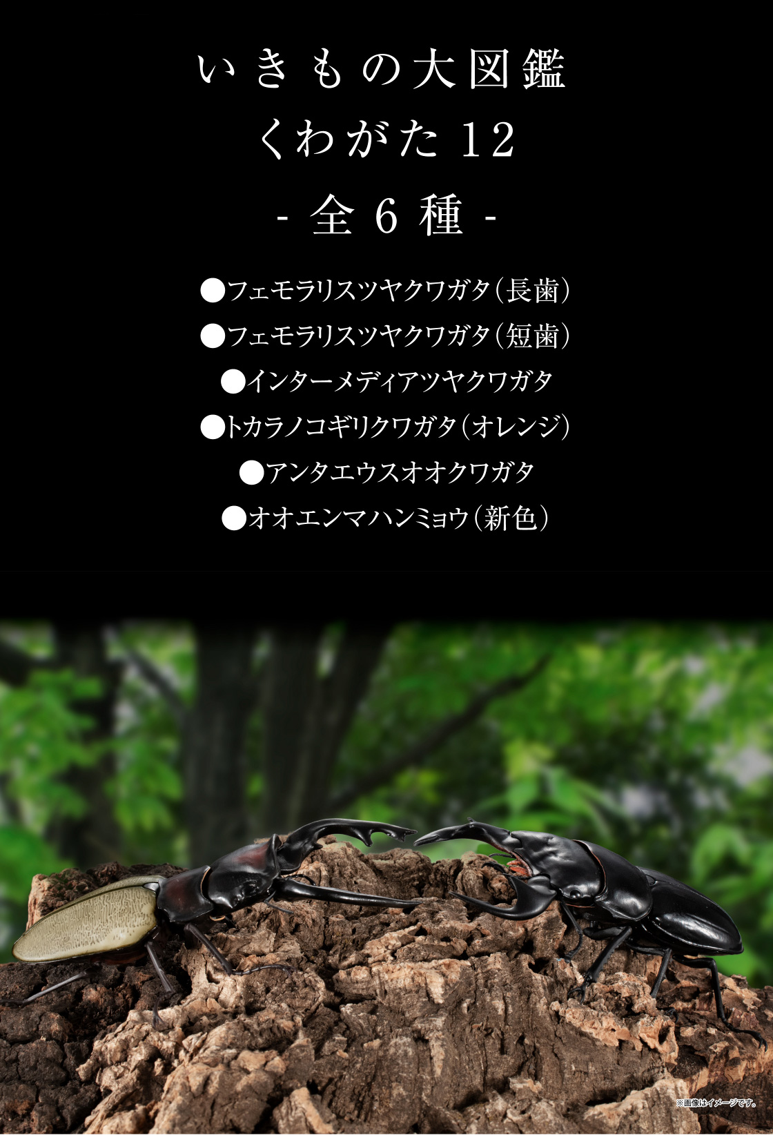 いきもの大図鑑 くわがた12 -全6種- ●フェモラリスツヤクワガタ(長歯) ●フェモラリスツヤクワガタ(短歯) ●インターメディアツヤクワガタ ●トカラノコギリクワガタ(オレンジ) ●アンタエウスオオクワガタ ●オオエンマハンミョウ(新色)