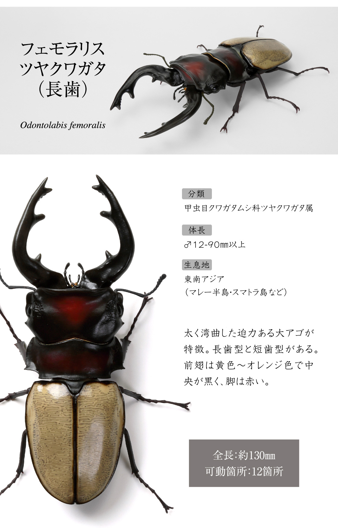 フェモラリスツヤクワガタ(長歯)