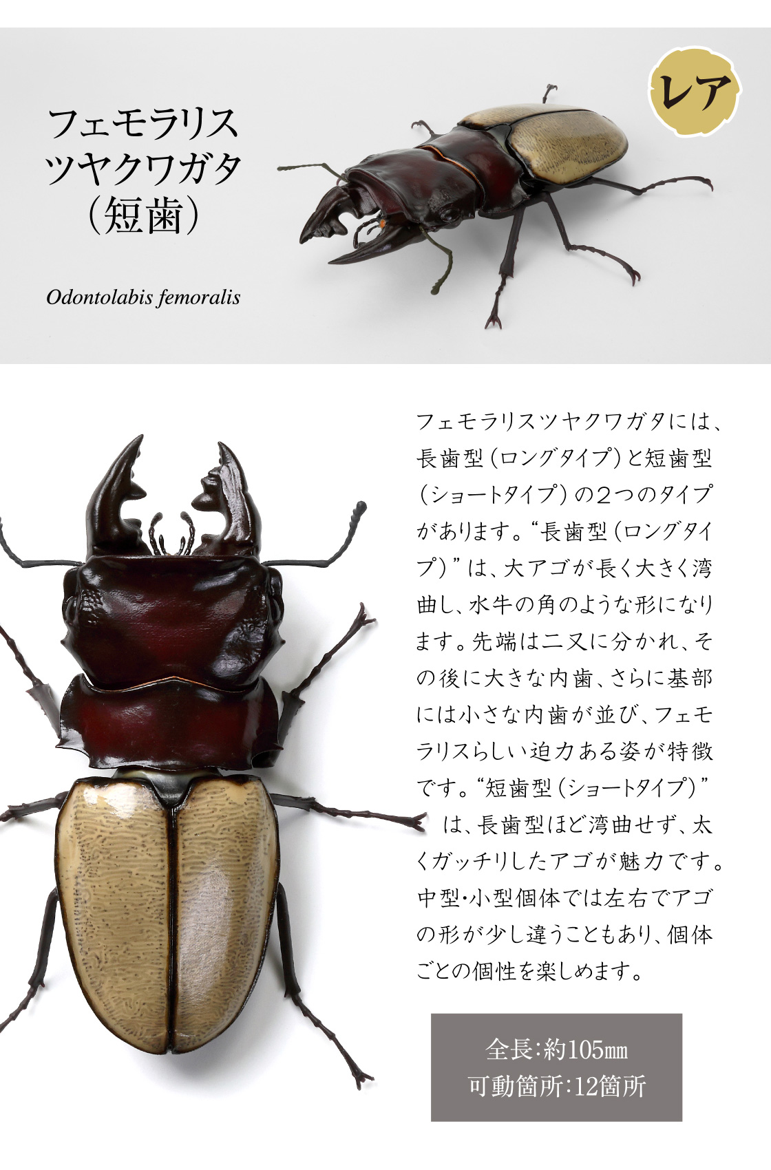 フェモラリスツヤクワガタ(短歯)