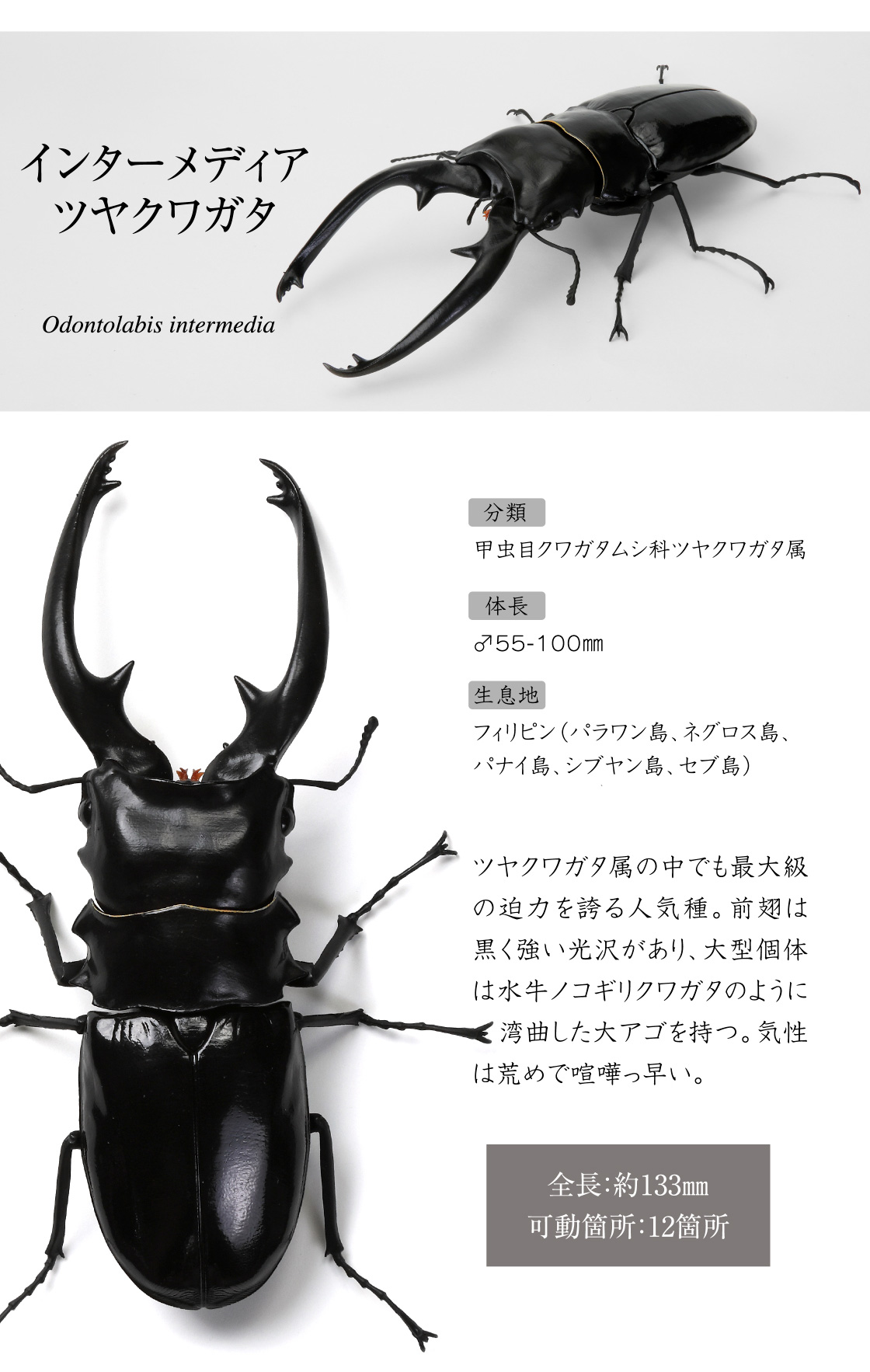 インターメディアツヤクワガタ