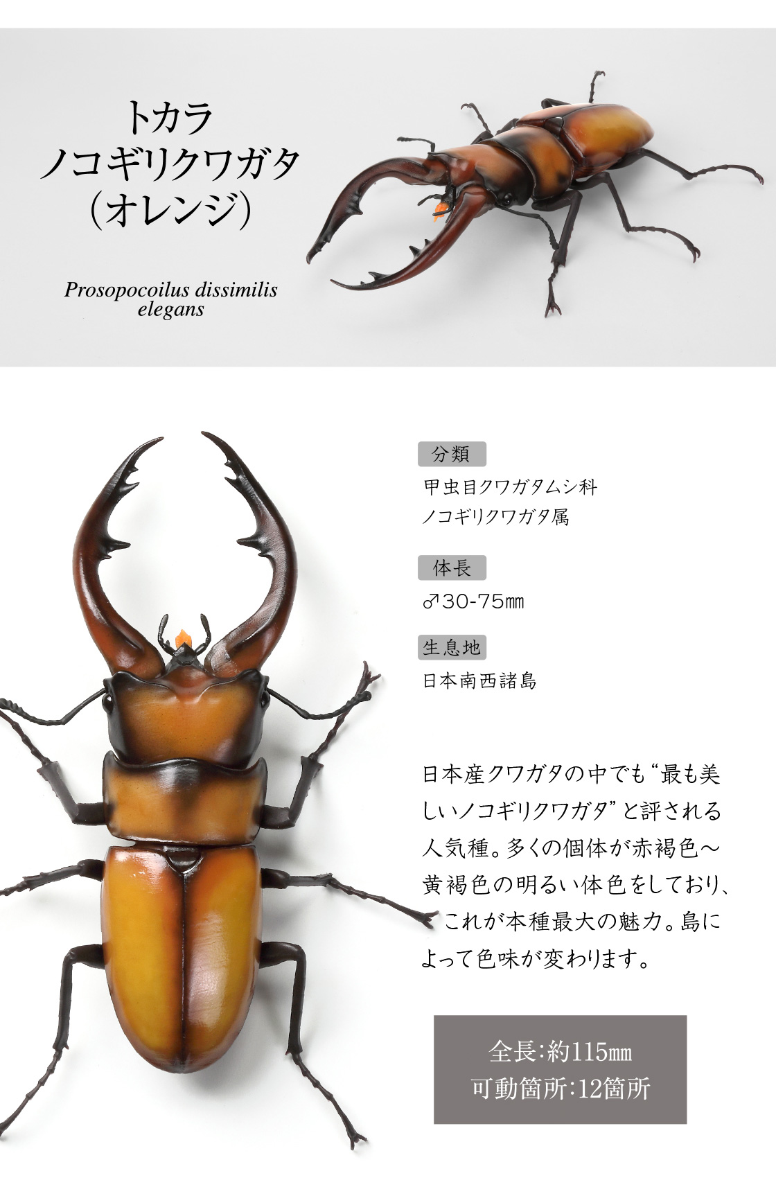 トカラノコギリクワガタ(オレンジ)