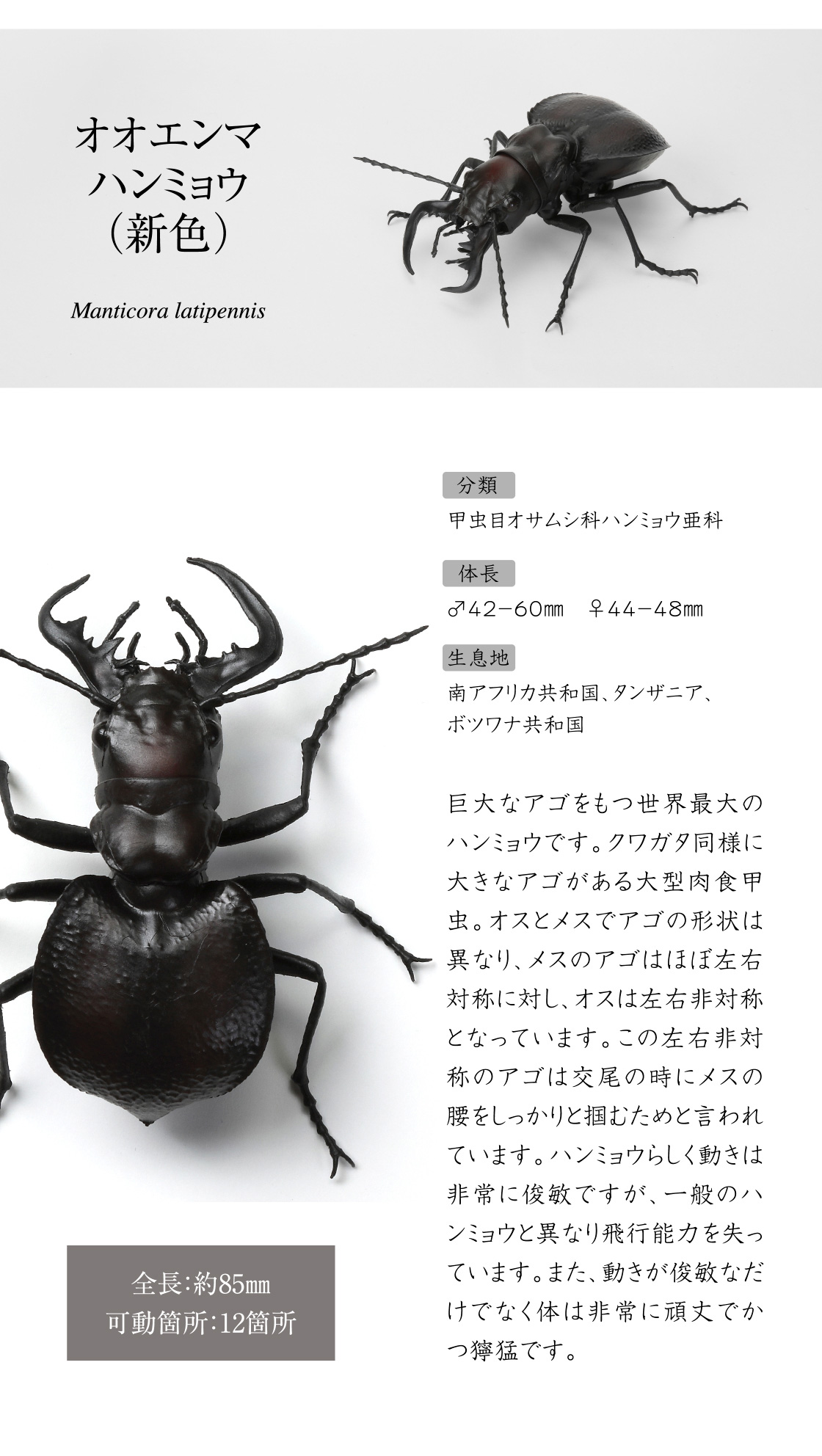 オオエンマハンミョウ(新色)