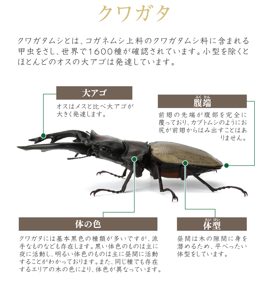 クワガタ 大アゴ 腹端 体の色 体型