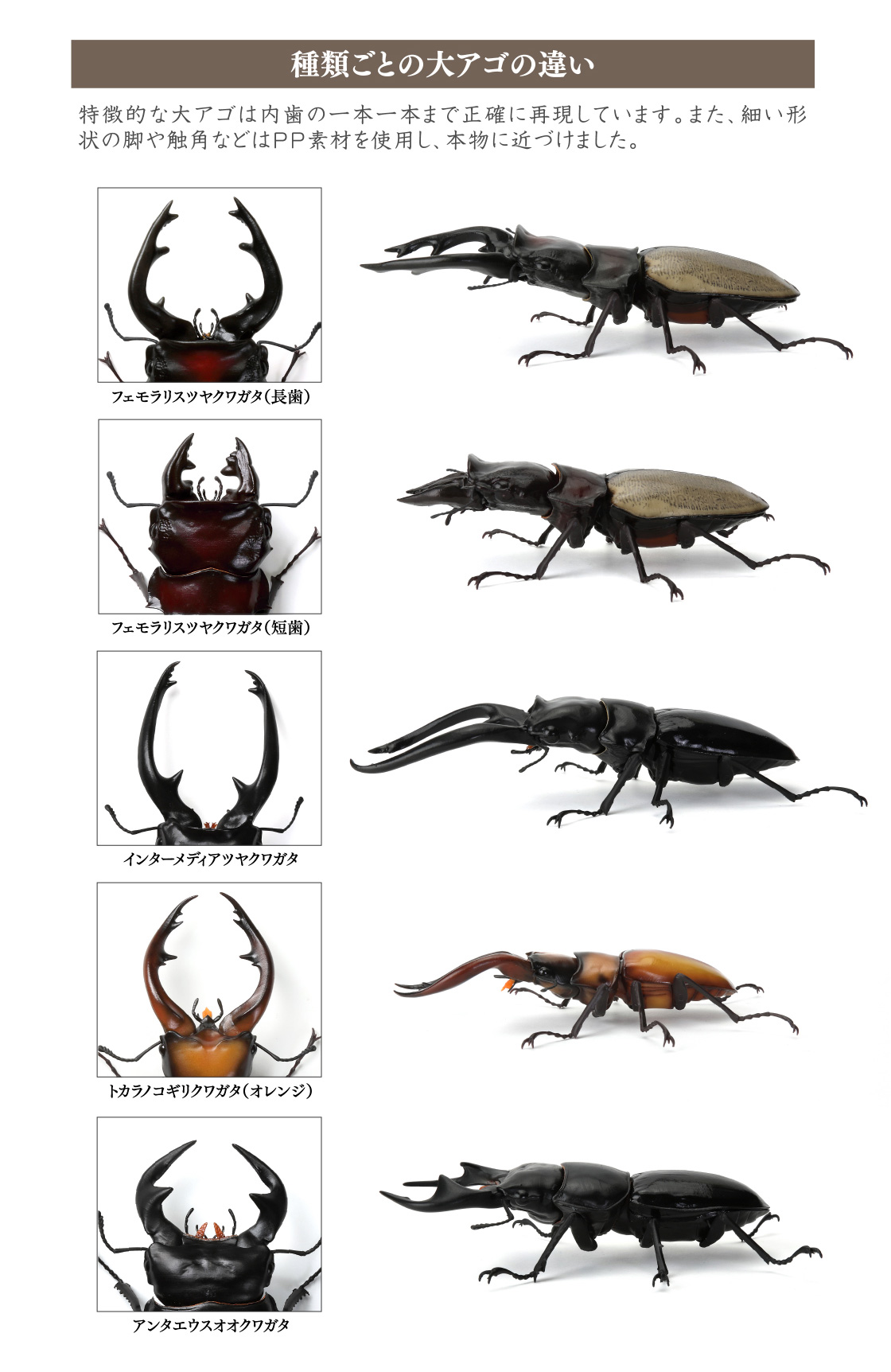 種類ごとの大アゴの違い