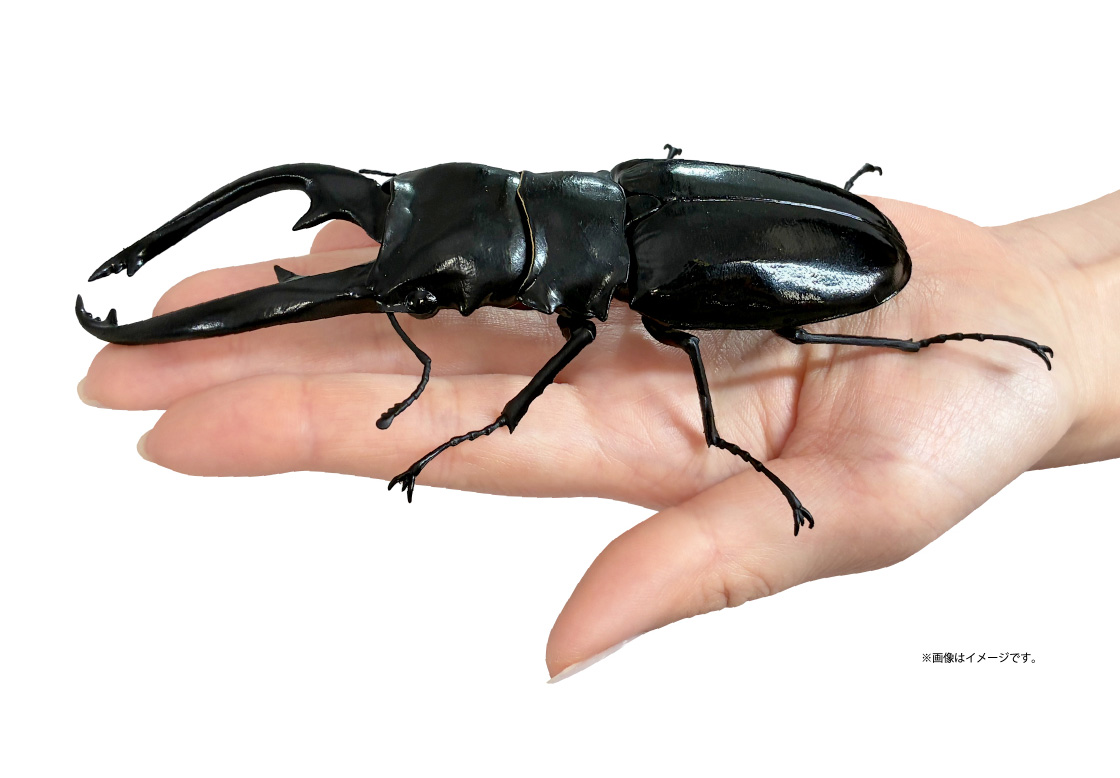 インターメディアツヤクワガタ ※画像はイメージです。