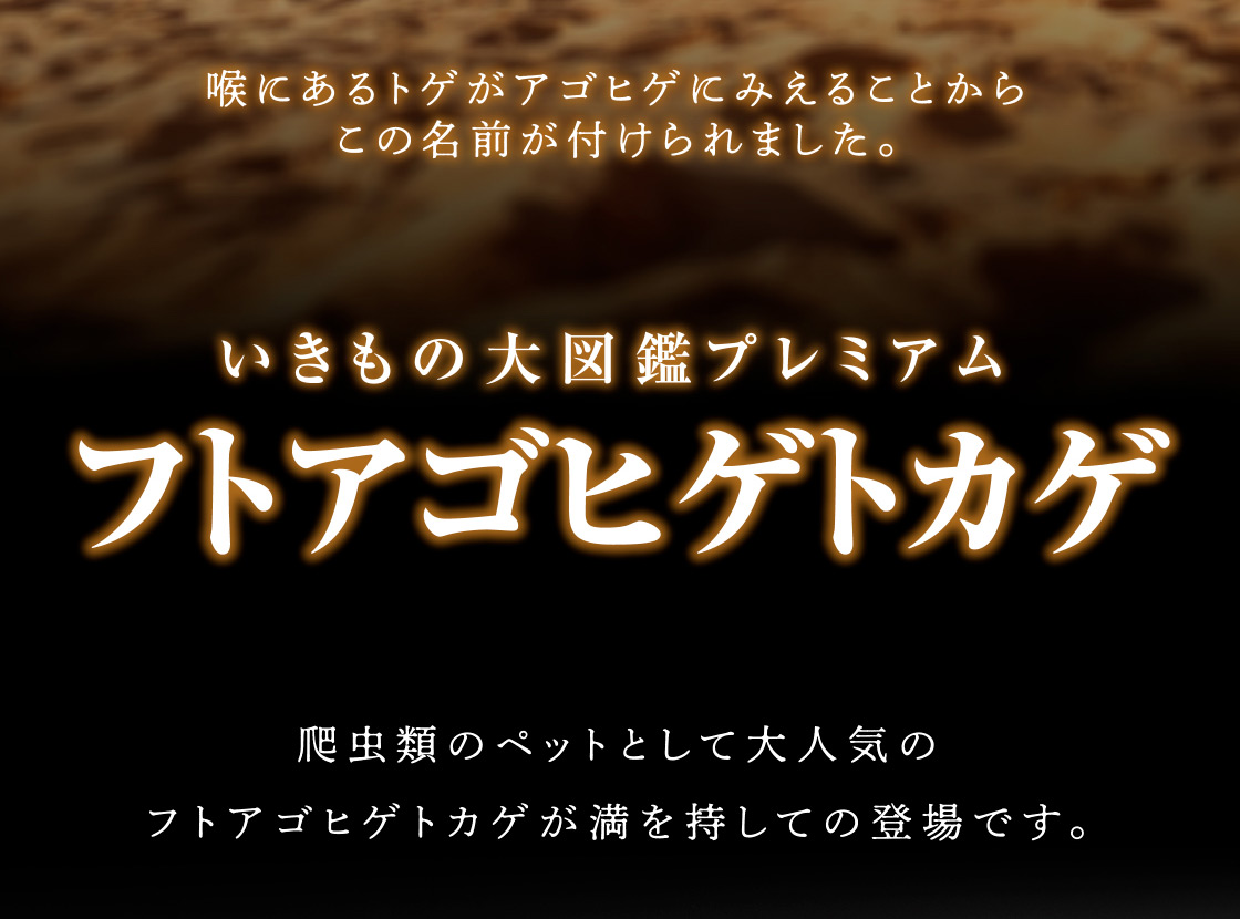 喉にあるトゲがアゴヒゲにみえることからこの名前が付けられました。 いきもの大図鑑プレミアム フトアゴヒゲトカゲ 爬虫類のペットとして大人気のフトアゴヒゲトカゲが満を持しての登場です。