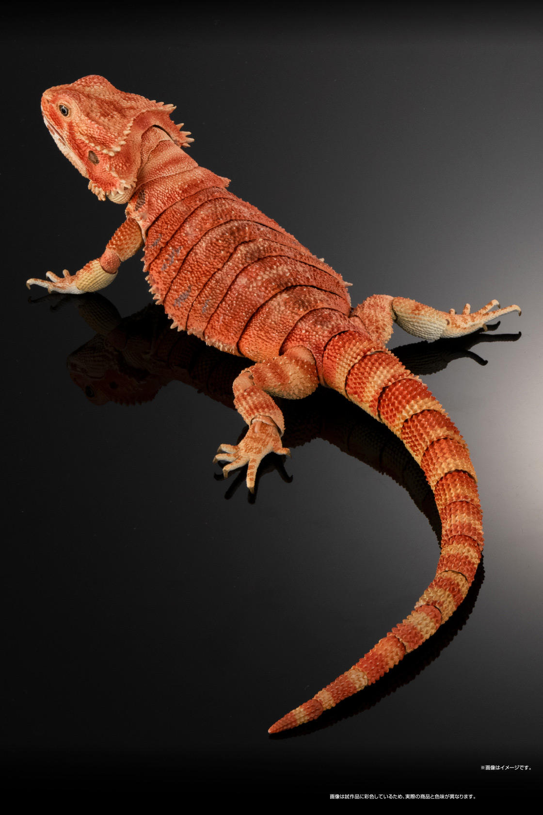 フトアゴヒゲトカゲ(レッド) ※画像はイメージです。