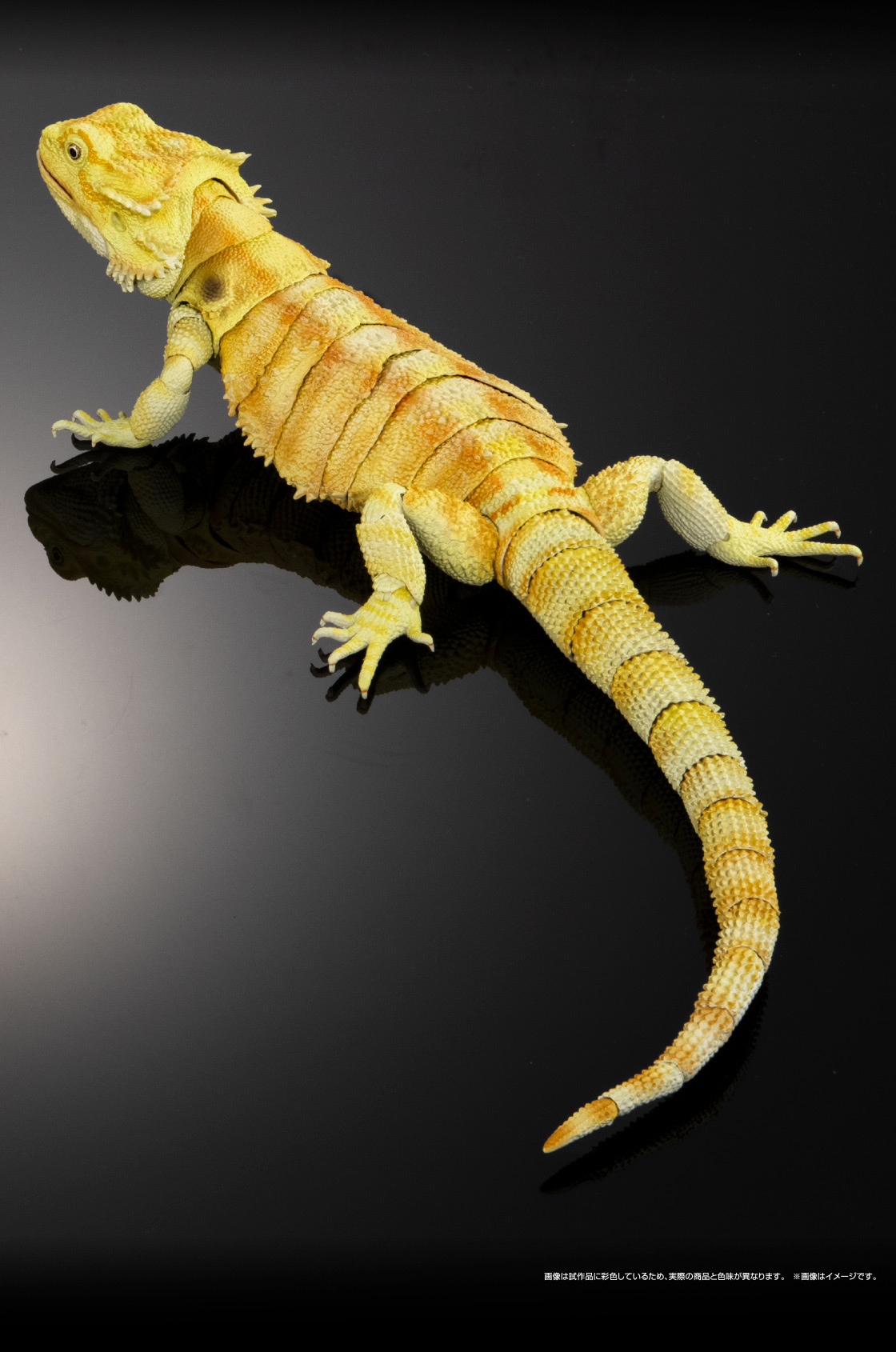 フトアゴヒゲトカゲ(イエロー) ※画像はイメージです。