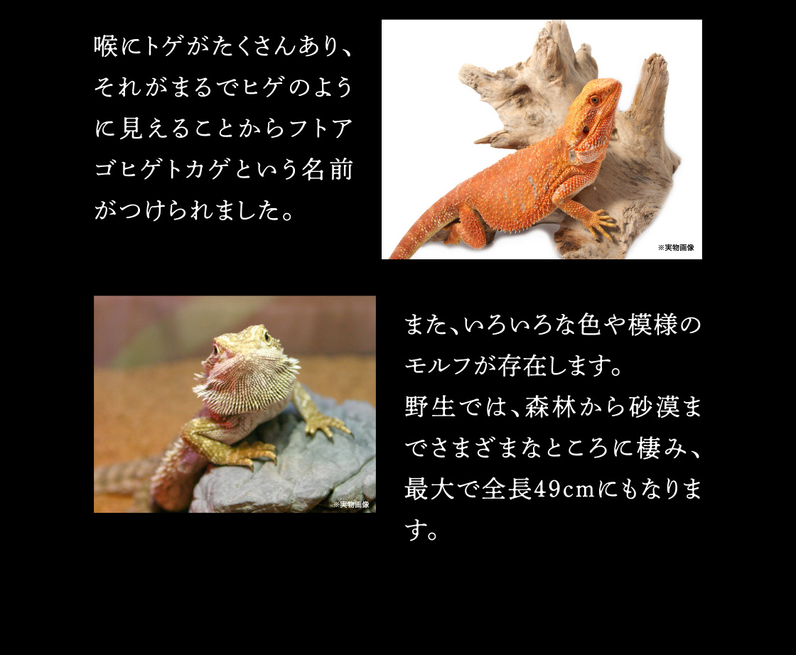 喉にトゲがたくさんあり、それがまるでヒゲのように見えることからフトアゴヒゲトカゲという名前がつけられました。
