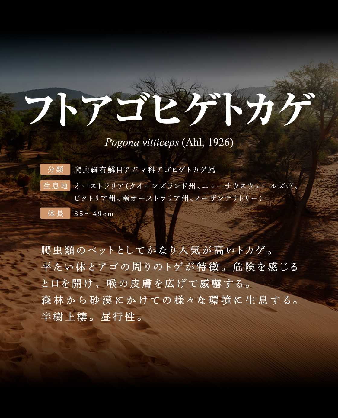 フトアゴヒゲトカゲ