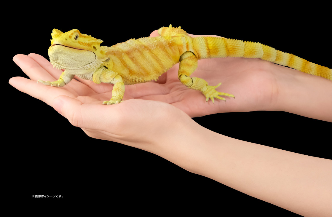 フトアゴヒゲトカゲ ※画像はイメージです。