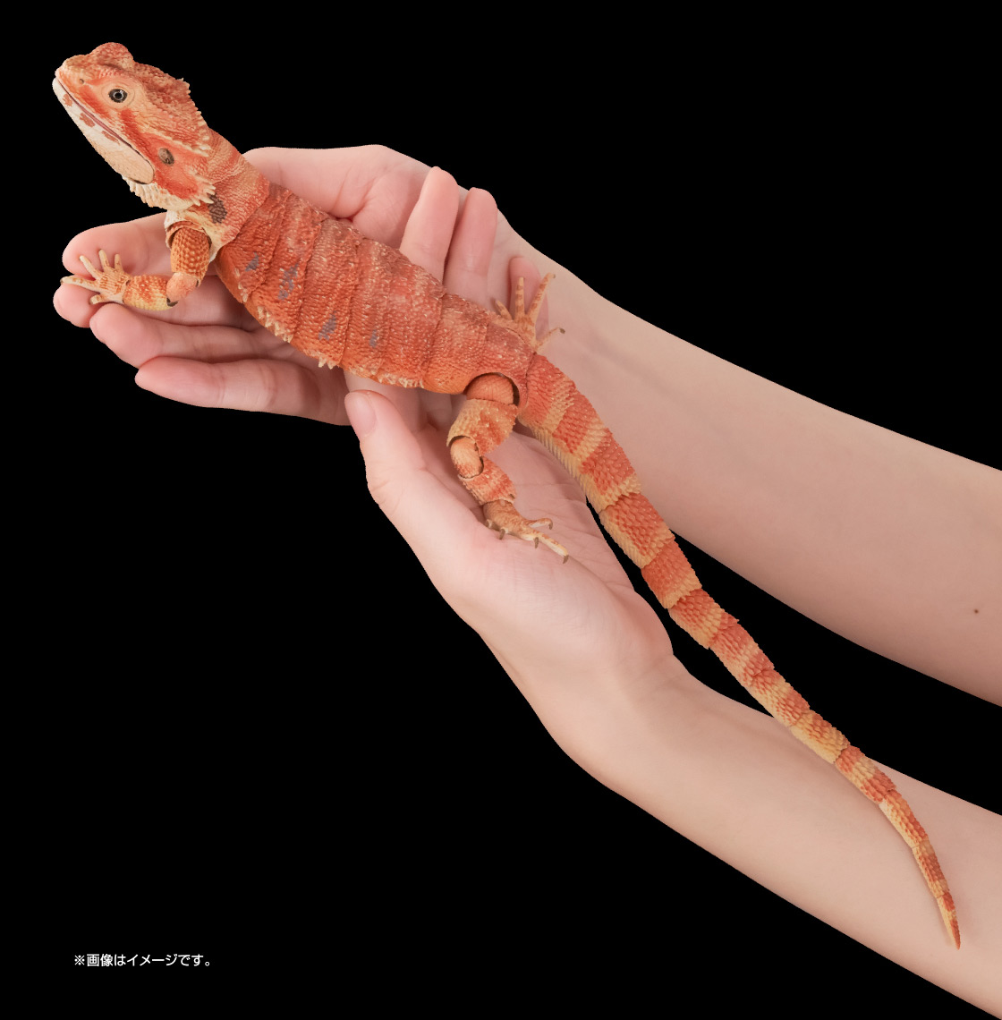 フトアゴヒゲトカゲ ※画像はイメージです。