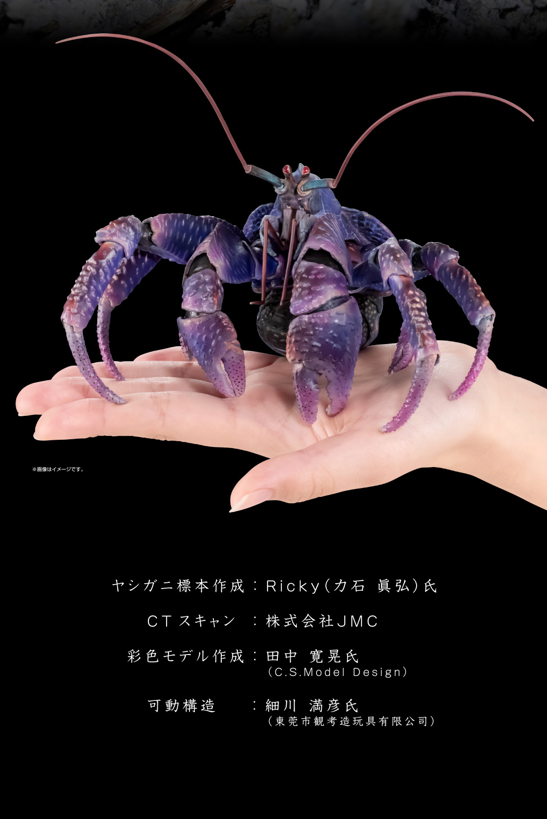 ヤシガニ標本作成：Ricky(力石 眞弘)氏)　CTスキャン：株式会社JMC　彩色モデル作成：田中 寬晃氏(C.S.Model Design)　可動構造:細川 満彦氏(東莞市観考造玩具有限公司)