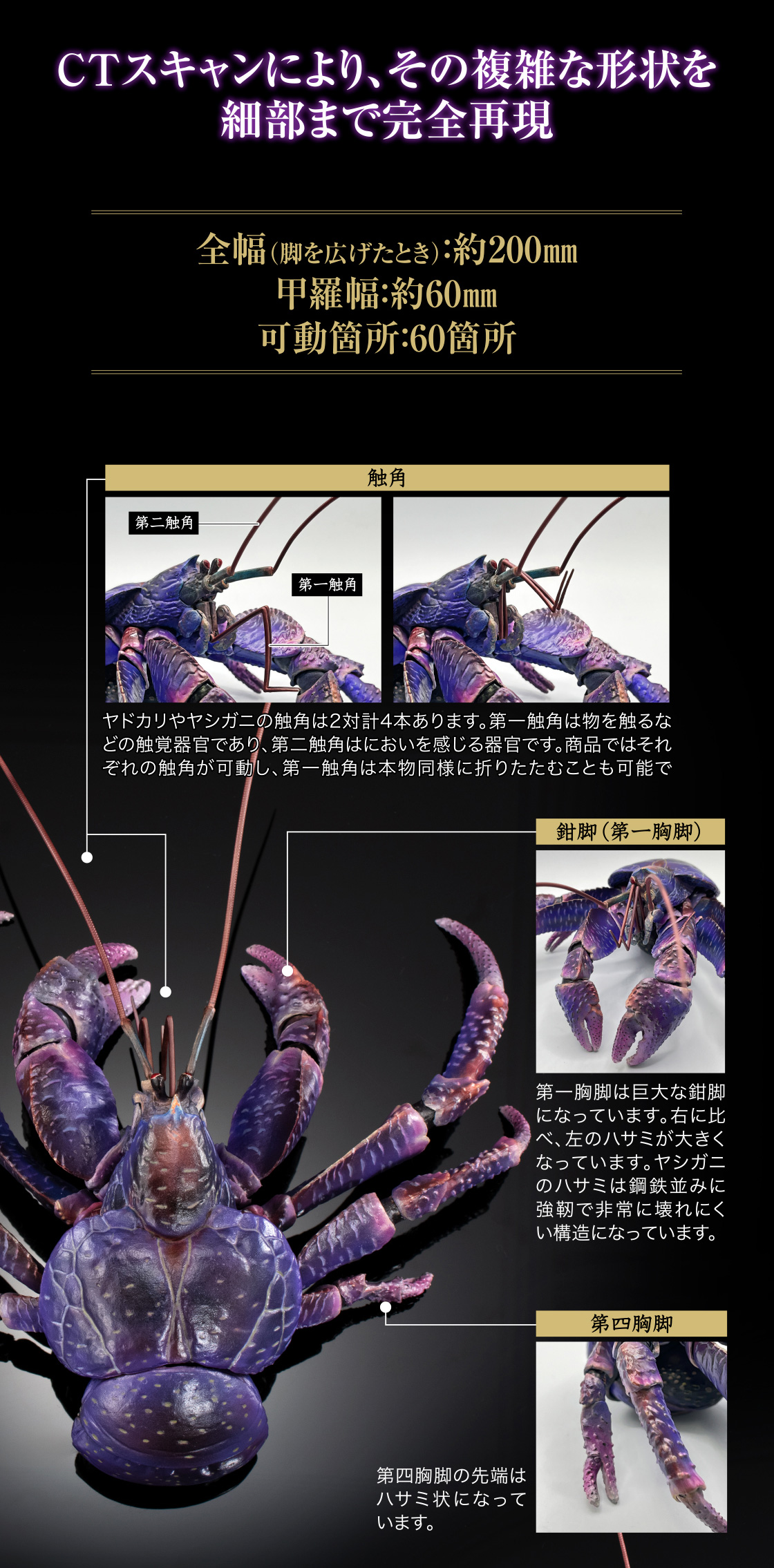 CTスキャンにより、その複雑な形状を細部まで完全再現 全幅(脚を広げたとき):約200mm 甲羅幅:約60mm 可動箇所:60箇所 触角 鉗脚(第一胸脚) 第四胸脚