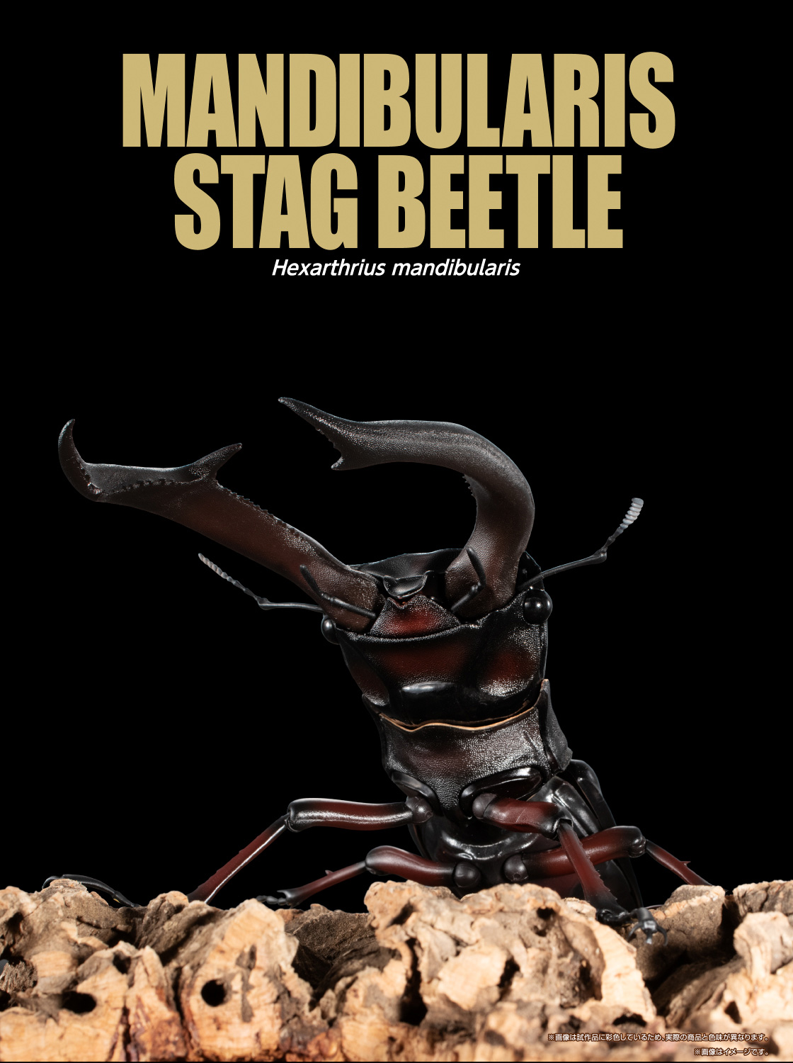 MANDIBULARIS STAG BEETLE