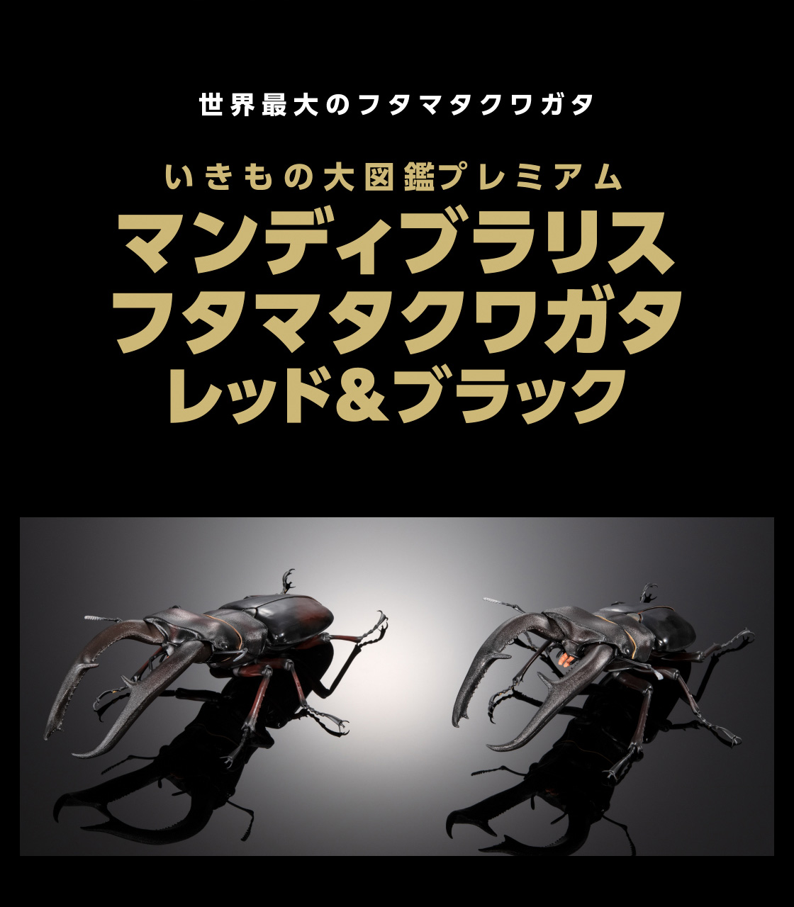 いきもの大図鑑プレミアム マンディブラリスフタマタクワガタ レッド＆ブラック