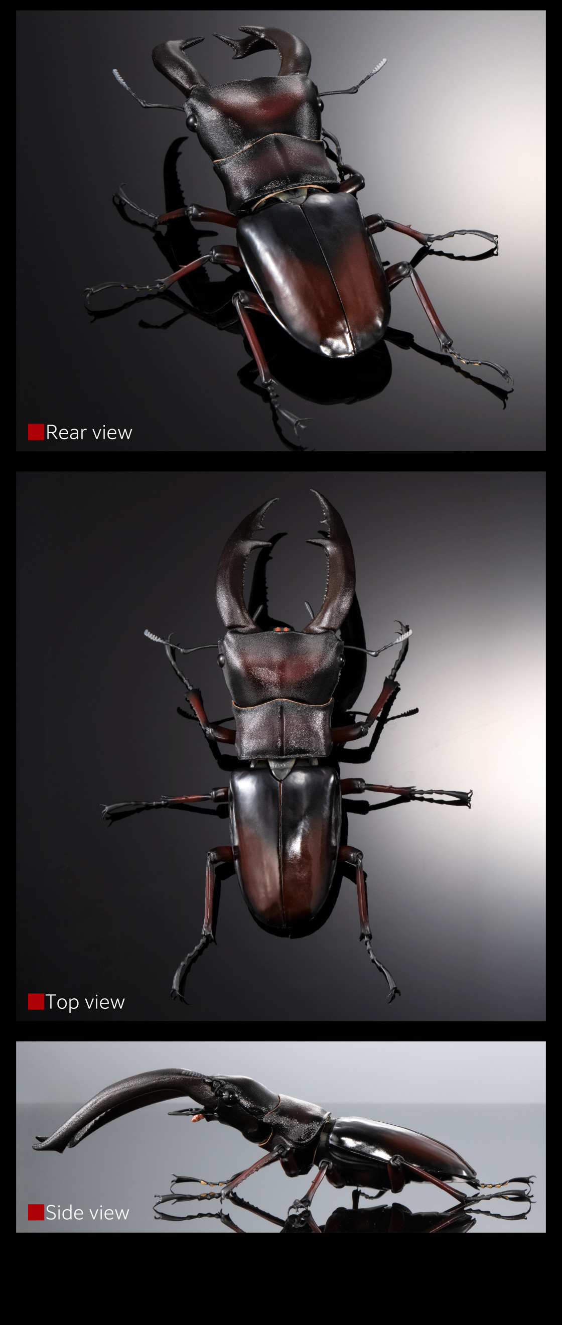 マンディブラリスフタマタクワガタ(レッド)