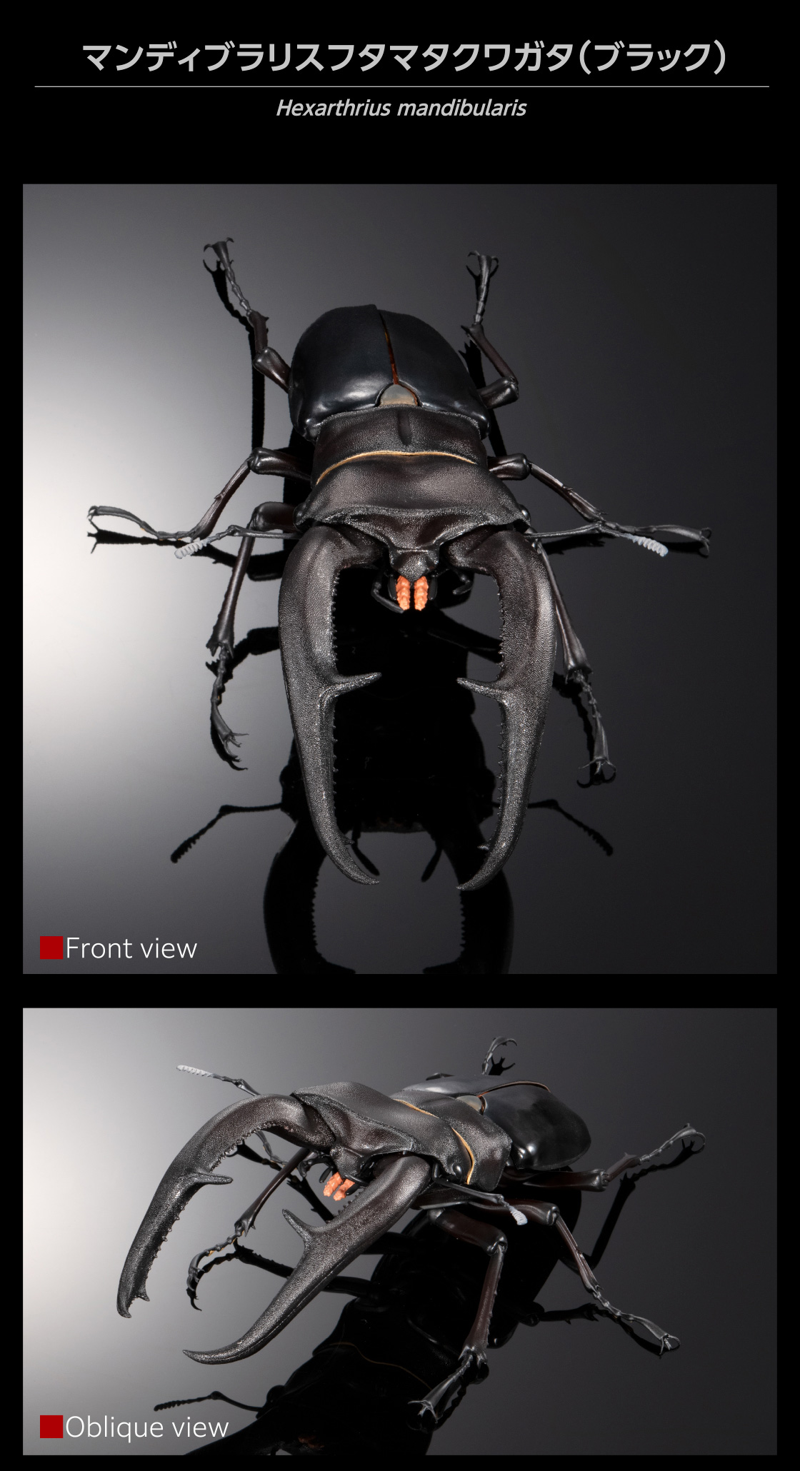 マンディブラリスフタマタクワガタ(ブラック) Hexarthrius mandibularis