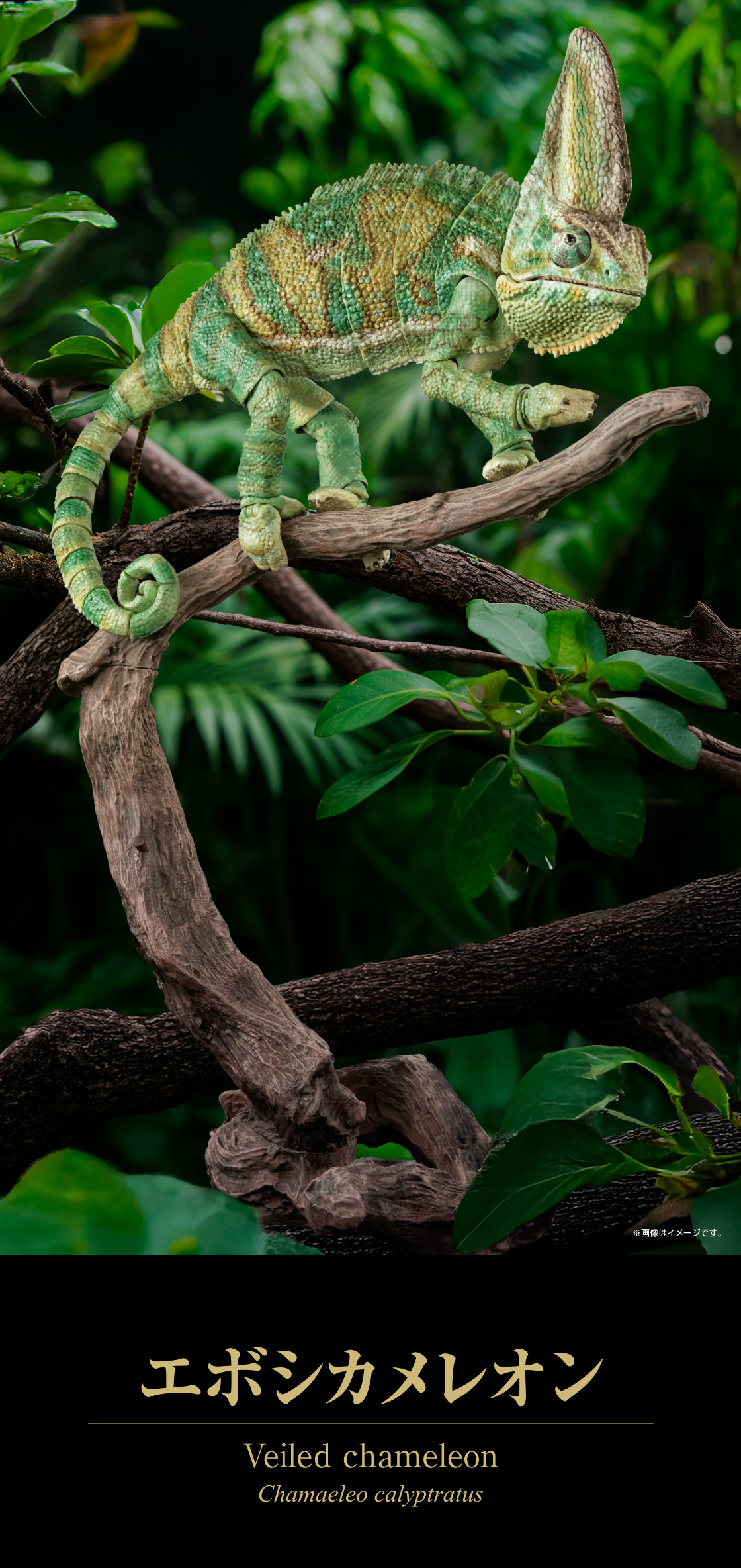 エボシカメレオン Veiled chameleon
