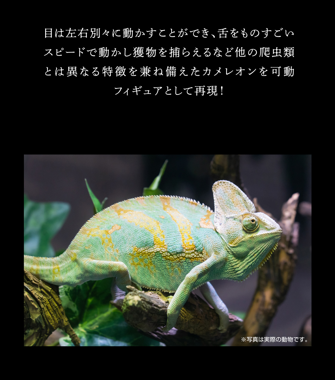 目は左右別々に動かすことができ、舌をものすごいスピードで動かし獲物を捕らえるなど他の爬虫類とは異なる特徴を兼ね備えたカメレオンを可動フィギュアとして再現！