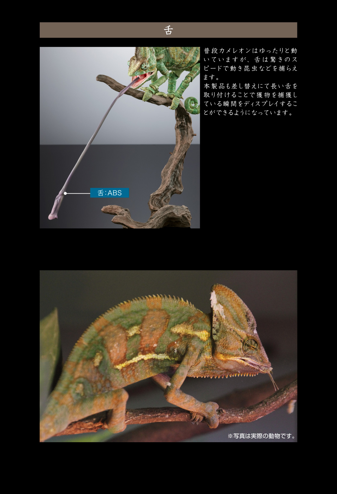 舌　普段カメレオンはゆったりと動いていますが、舌は驚きのスピードで動き昆虫などを捕らえます。本製品も差し替えにて長い舌を取り付けることで獲物を捕獲している瞬間をディスプレイすることができるようになっています。