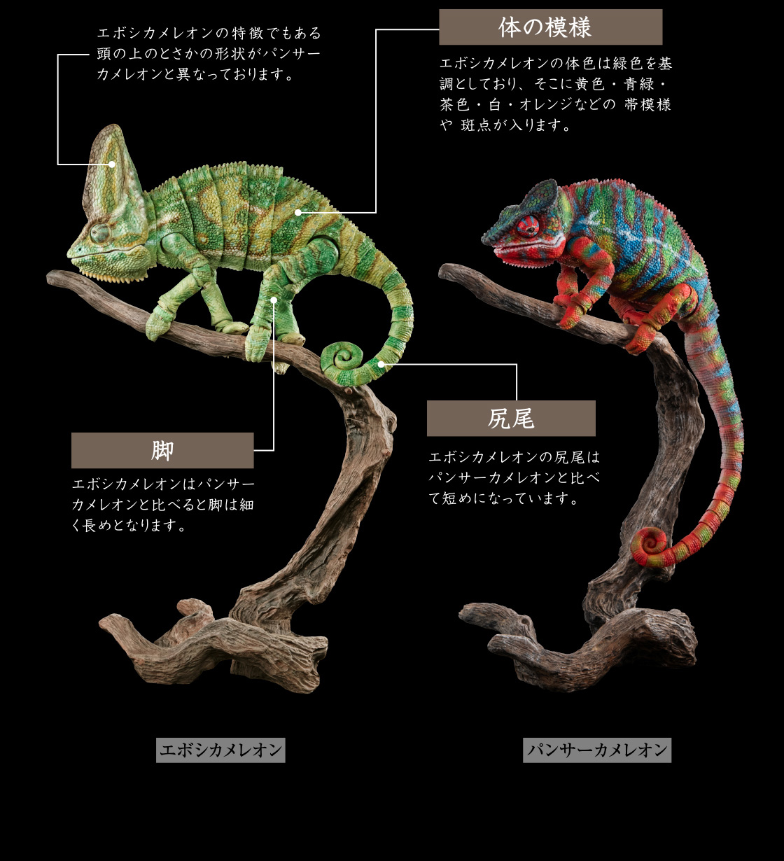 体の模様 脚 尻尾
