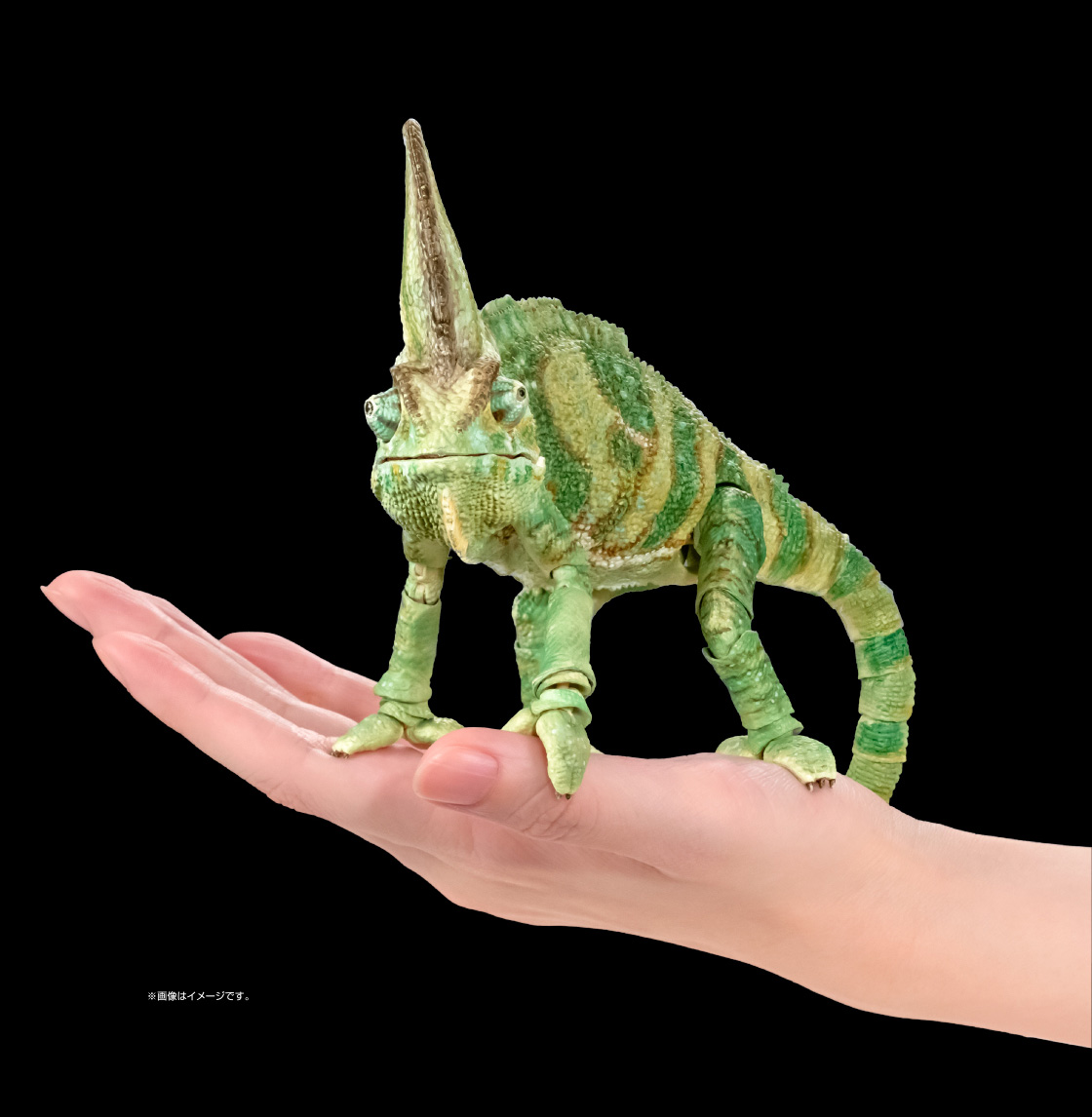 エボシカメレオン ※画像はイメージです。