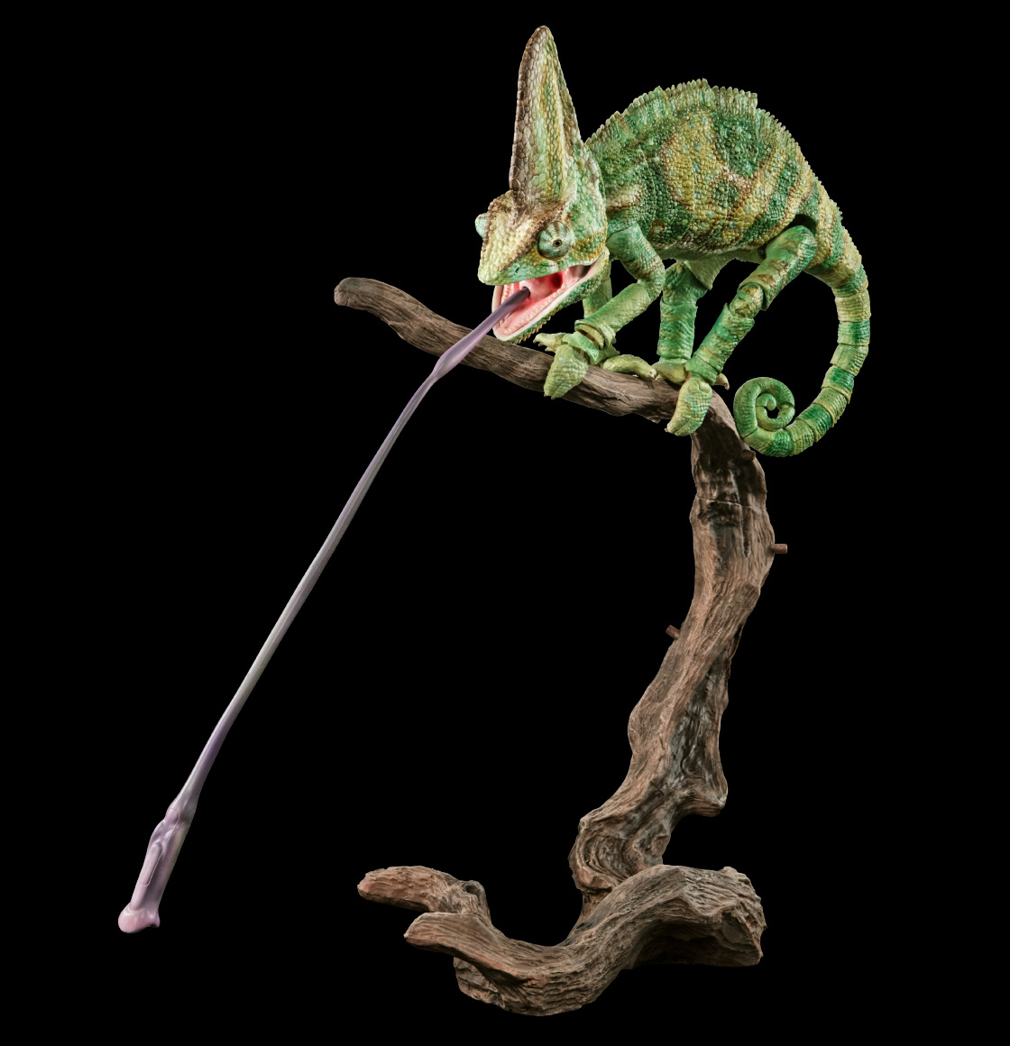 エボシカメレオン ※画像はイメージです。