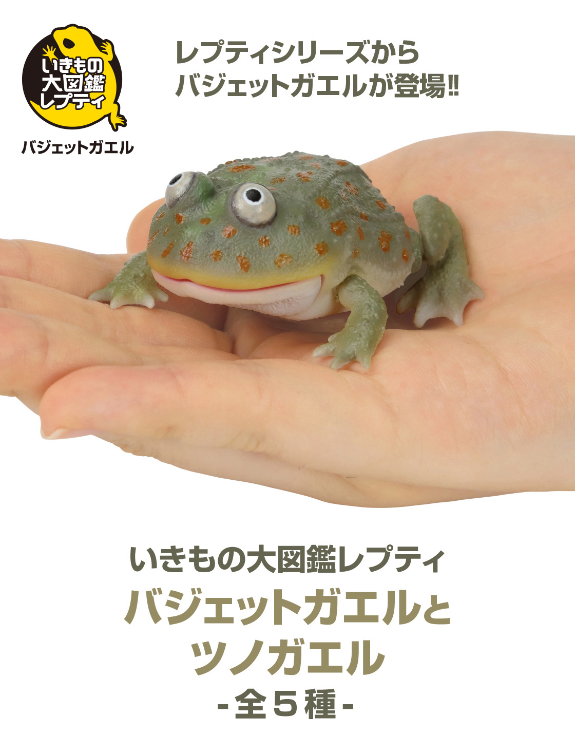 いきもの大図鑑レプティシリーズからバジェットガエルが登場！！ いきもの大図鑑レプティ バジェットガエルとツノガエル -全5種-