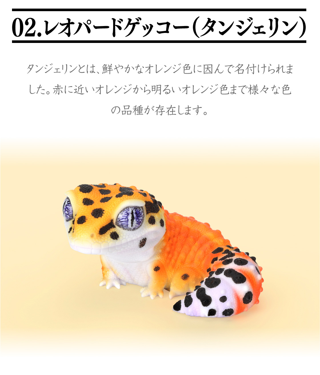 02.レオパードゲッコー(タンジェリン)