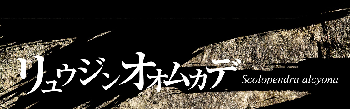 リュウジンオオムカデ Scolopendra alcyona