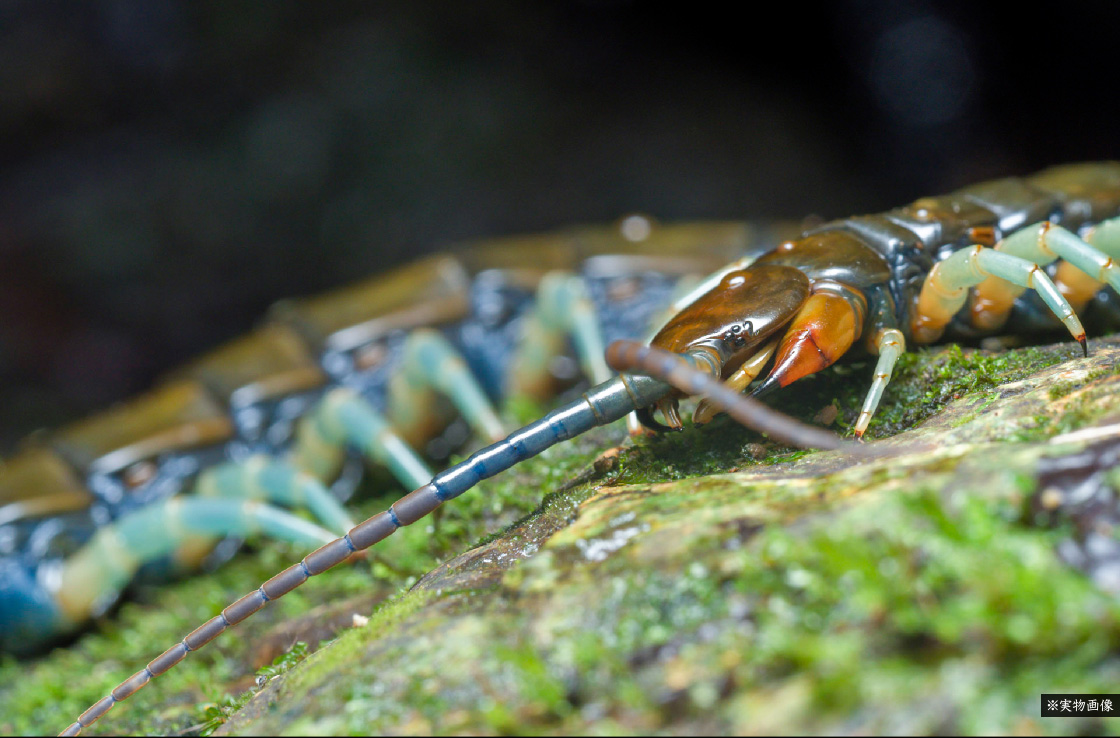 リュウジンオオムカデ ※実物画像