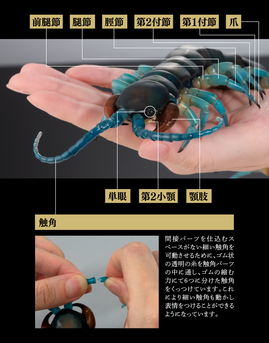 前腿節 腿節 脛節 第2付節 第1付節 爪 単眼 第2小顎 顎肢 触角