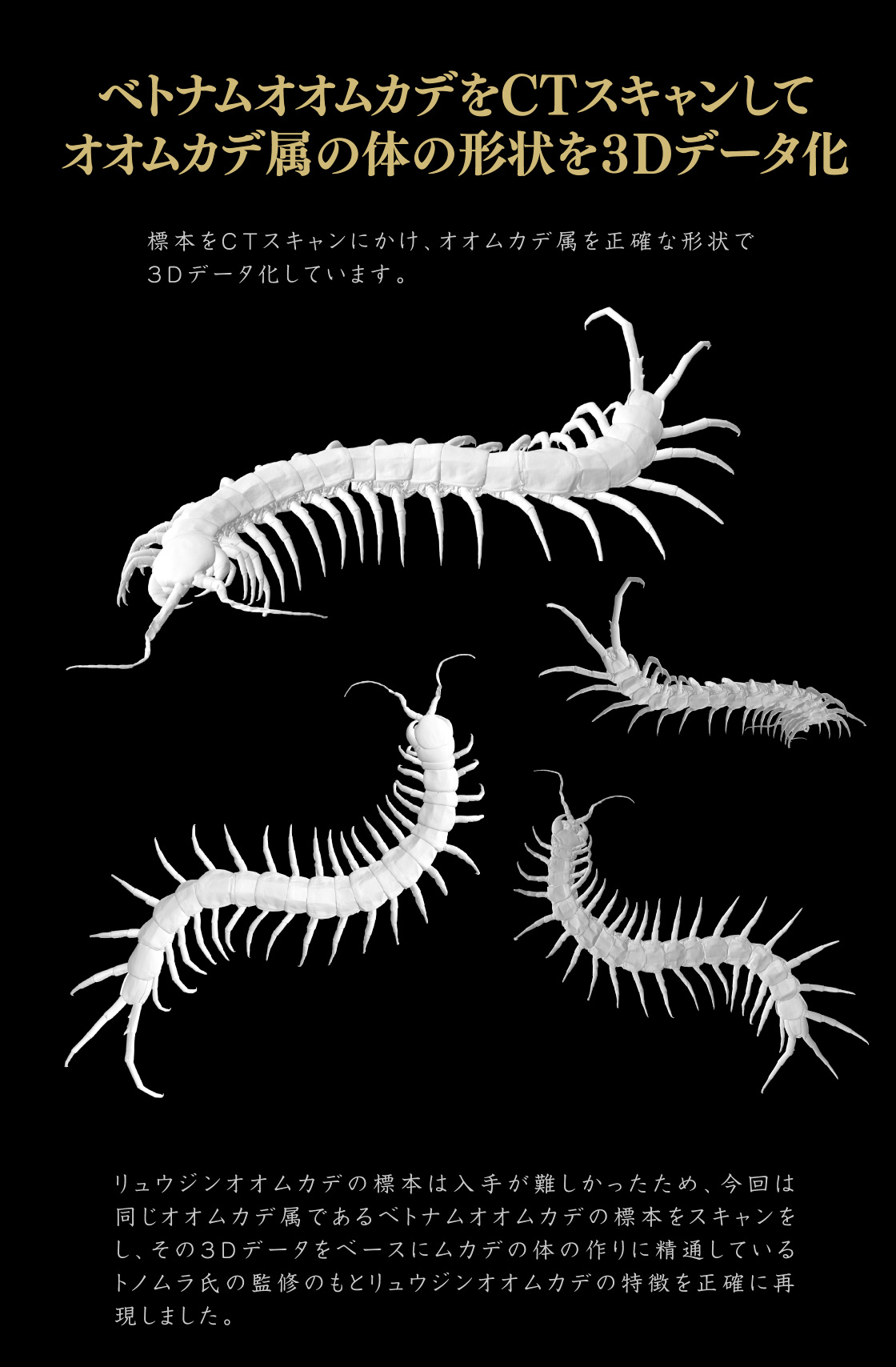 ベトナムオオムカデをCTスキャンしてオオムカデ属の体の形状を3Dデータ化