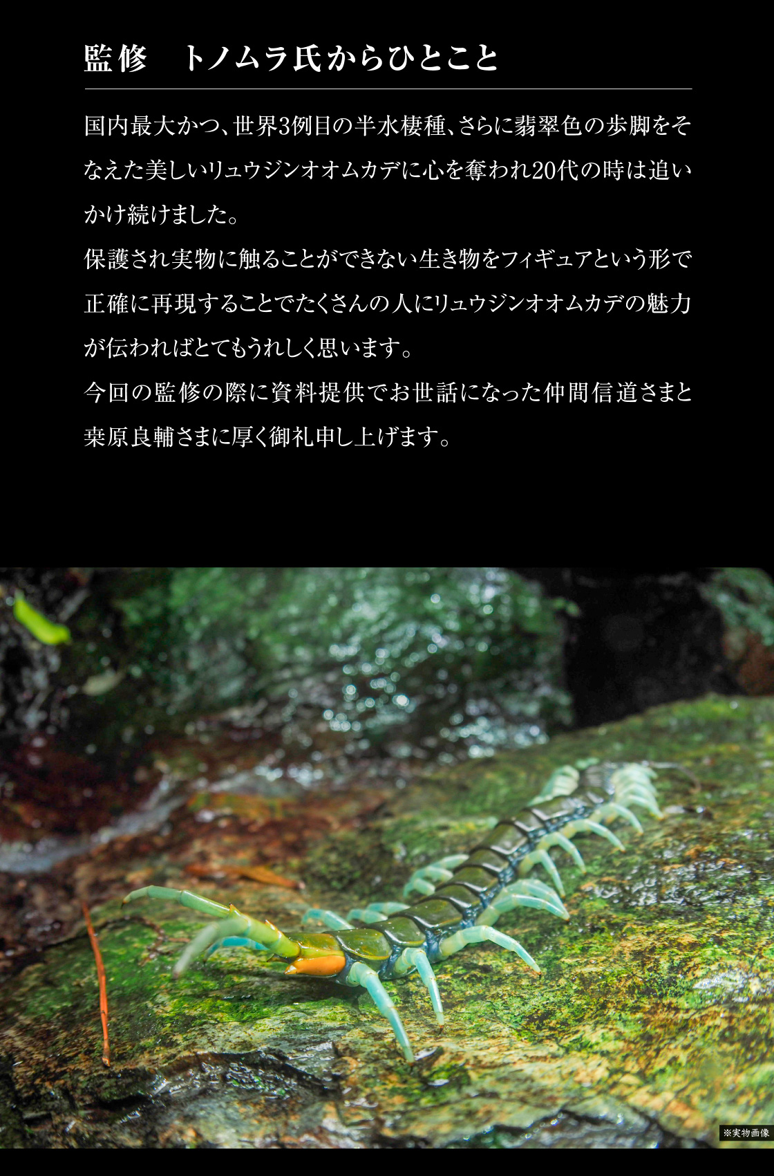 監修 トノムラ氏からひとこと