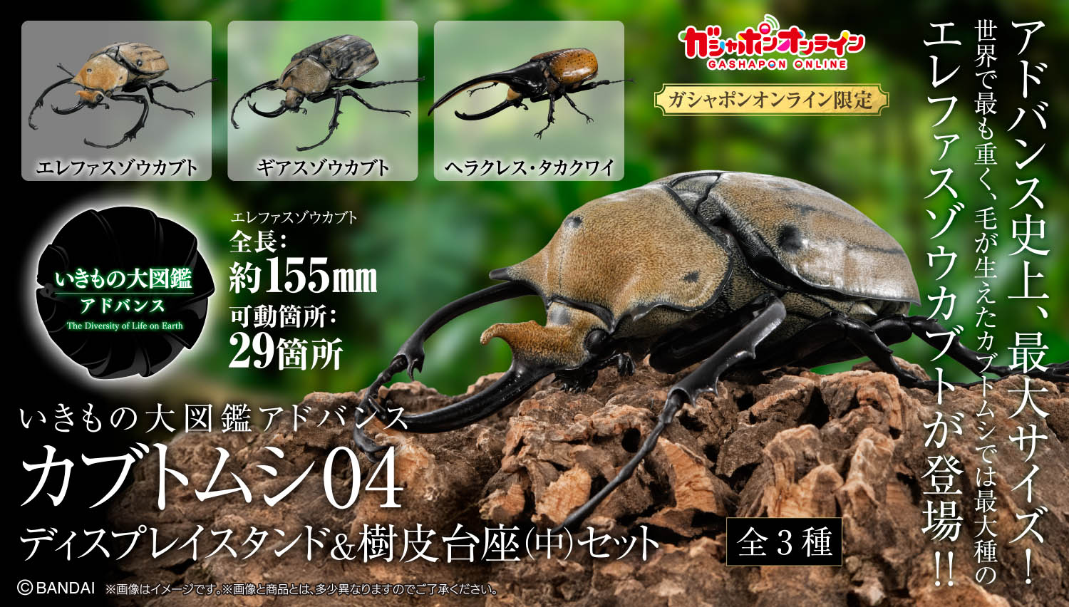 いきもの大図鑑アドバンス カブトムシ04 樹皮台座（中）セット
