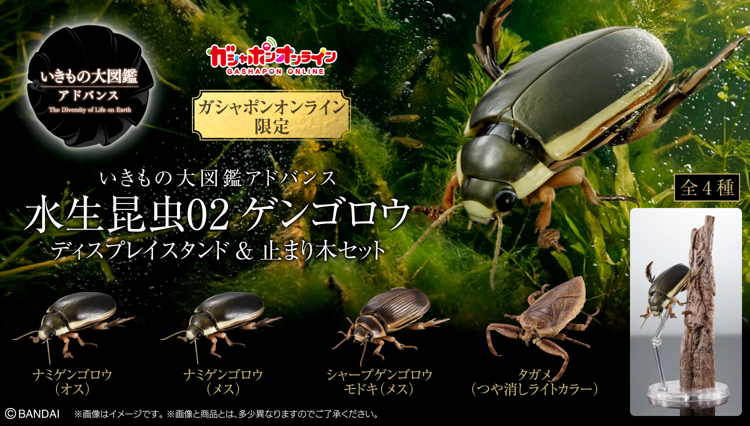 いきもの大図鑑アドバンス 水生昆虫02 ゲンゴロウ ディスプレイスタンド＆止まり木セット