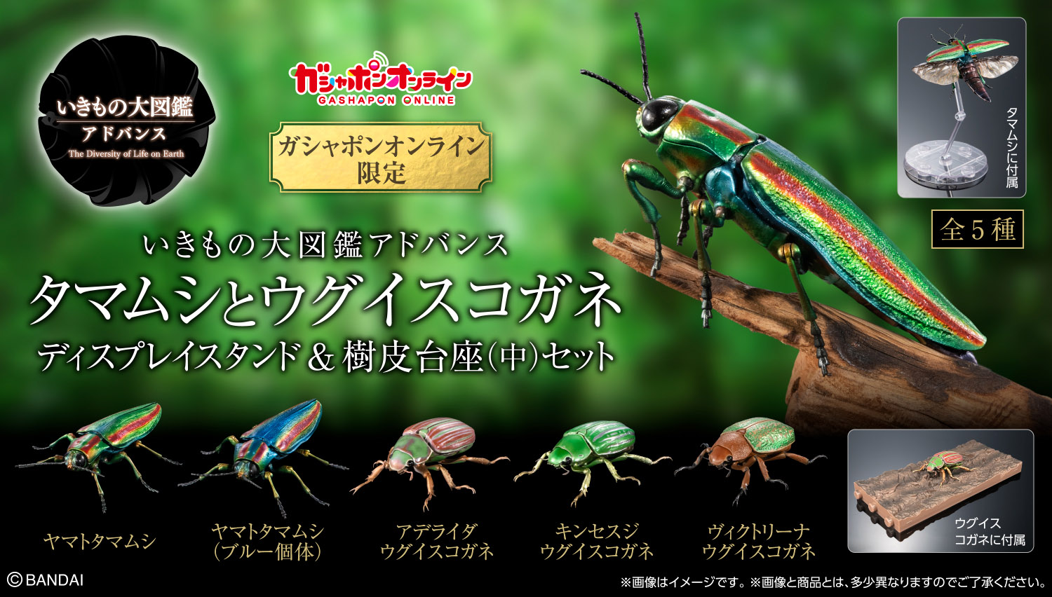 いきもの大図鑑アドバンス タマムシとウグイスコガネ ディスプレイスタンド＆樹皮台座（中）セット