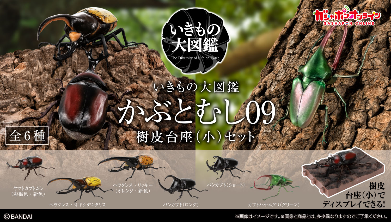 いきもの大図鑑 かぶとむし09 樹皮台座（小）セット