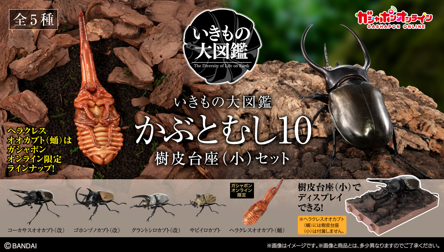 いきもの大図鑑 かぶとむし10 樹皮台座（小）セット
