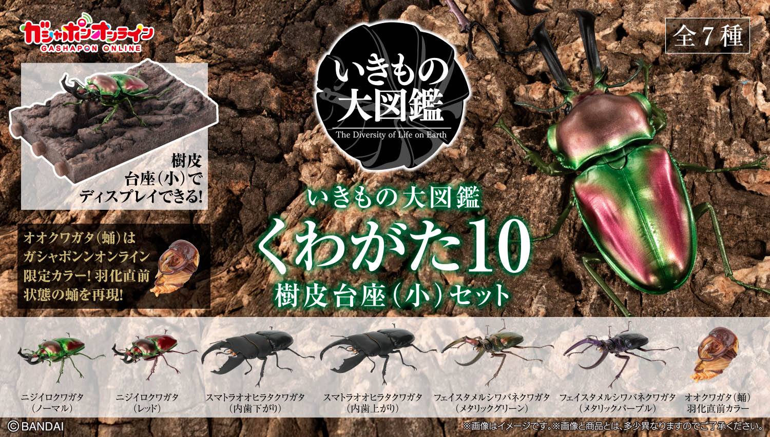 いきもの大図鑑 くわがた10 樹皮台座（小）セット
