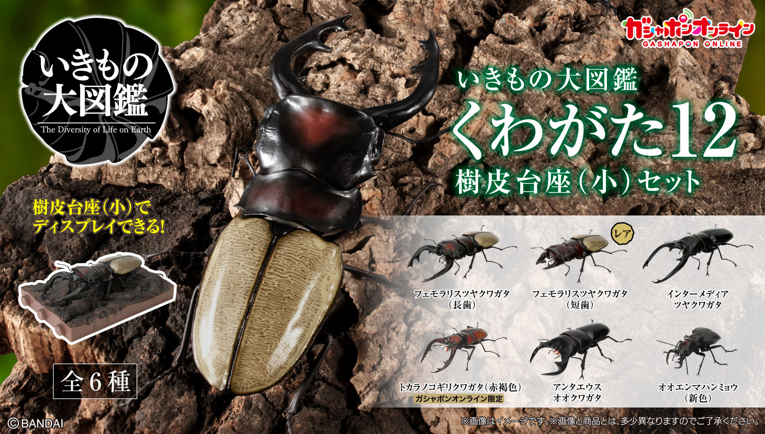 いきもの大図鑑 くわがた12 樹皮台座（小）セット
